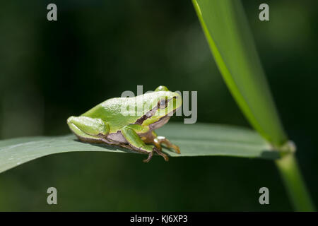 Europäischer Laubfrosch sonnt sich, Laub-Frosch, Frosch, Hyla arborea, grenouille-arbre européenne, grenouille-arbre, grenouille-arbre d'Europe centrale Banque D'Images