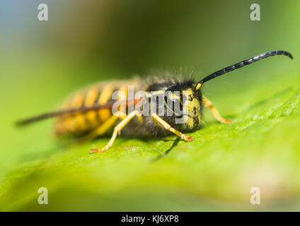 Une macro shot d'une guêpe assis sur une feuille verte. Banque D'Images