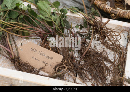 Nelkenwurz-Wurzel, Nelkenwurz-Wurzeln, Wurzel, Wurzeln von Echter Nelkenwurz, Echte Nelkenwurz, Gemeine Nelkenwurz, Geum urbanum, avens de bois, Banque D'Images