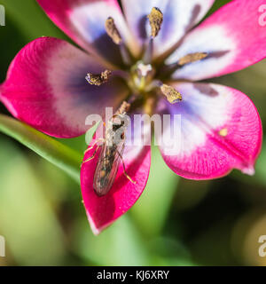 Un plan macro sur un hoverfly la collecte du pollen d'une tulipe. Banque D'Images