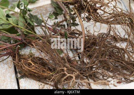 Nelkenwurz-Wurzel, Nelkenwurz-Wurzeln, Wurzel, Wurzeln von Echter Nelkenwurz, Echte Nelkenwurz, Gemeine Nelkenwurz, Geum urbanum, avens de bois, Banque D'Images