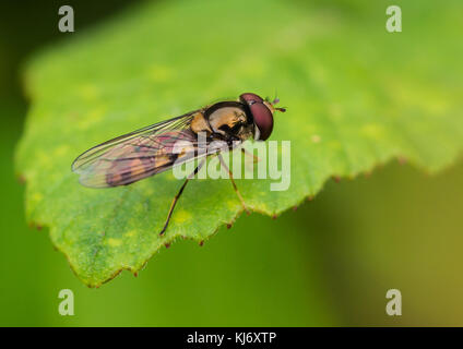 La prise d'un hoverfly assis sur une feuille verte. Banque D'Images