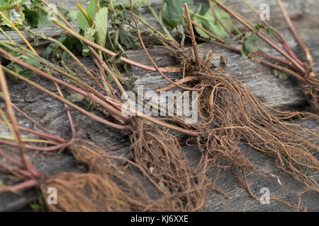 Nelkenwurz-Wurzel, Nelkenwurz-Wurzeln, Wurzel, Wurzeln von Echter Nelkenwurz, Echte Nelkenwurz, Gemeine Nelkenwurz, Geum urbanum, avens de bois, Banque D'Images