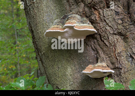 La société zunderschwamm zunderschwamm baumpilz,,, Fomes fomentarius, Amadou, champignon champignon sabot, Amadou conk, Amadou polypore, ice man champignon, faux tind Banque D'Images