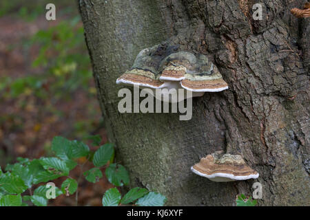 La société zunderschwamm zunderschwamm baumpilz,,, Fomes fomentarius, Amadou, champignon champignon sabot, Amadou conk, Amadou polypore, ice man champignon, faux tind Banque D'Images