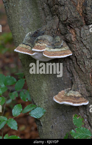 La société zunderschwamm zunderschwamm baumpilz,,, Fomes fomentarius, Amadou, champignon champignon sabot, Amadou conk, Amadou polypore, ice man champignon, faux tind Banque D'Images