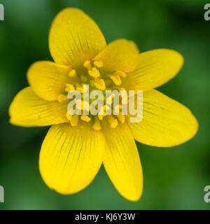 Un plan macro sur une fleur jaune chélidoine moindre. Banque D'Images