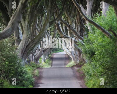 Tôt le matin, l'aube, la lumière du soleil avec un pic à travers les arbres noueux au Dark Hedges Ballymoney avenue d'Irlande Banque D'Images