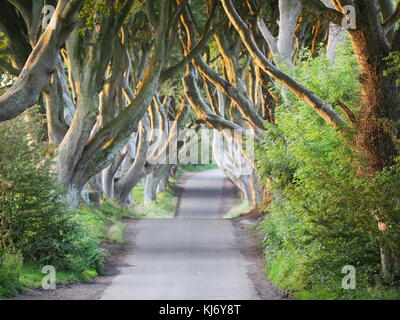 Tôt le matin, l'aube, la lumière du soleil avec un pic à travers les arbres noueux au Dark Hedges Ballymoney avenue d'Irlande Banque D'Images