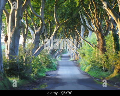 Tôt le matin, l'aube, la lumière du soleil avec un pic à travers les arbres noueux au Dark Hedges Ballymoney avenue d'Irlande Banque D'Images