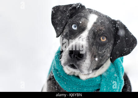 Un chien noir et blanc avec deux yeux de couleur différente avec un voile dans une tempête de neige Banque D'Images