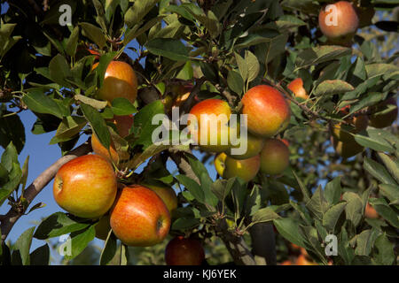 Pommes caméo sur arbre en verger (Malus domestica) cultivar cameo Banque D'Images