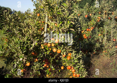 Pommes caméo sur arbre en verger (Malus domestica) cultivar cameo Banque D'Images