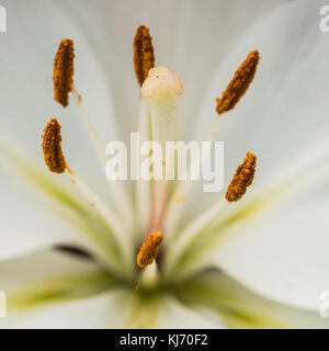 Un plan macro sur une fleur de lys oriental blanc. Banque D'Images