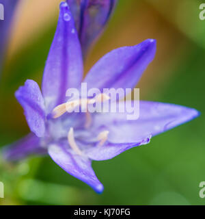 Un plan macro sur une grassnut bleu fleur. Banque D'Images