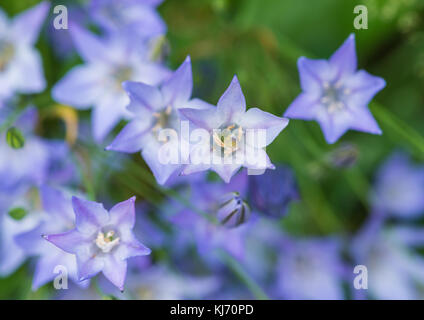 Un plan macro sur quelques grassnut bleu fleurs. Banque D'Images