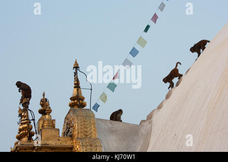 Temple de Swayambhunath (ou un singe), est un ancien de l'architecture religieuse au sommet d'une colline dans la vallée de Kathmandu au Népal.. Banque D'Images