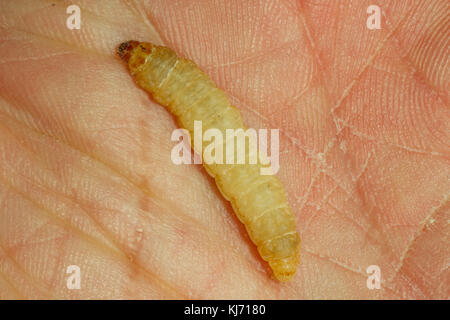 Waxworm libre sur la paume de la main. UK Banque D'Images