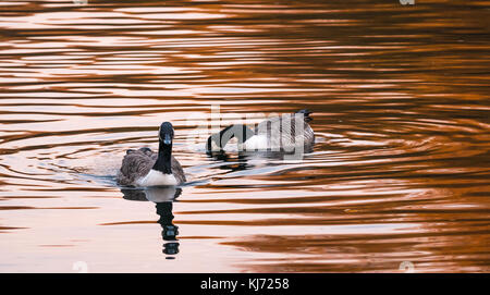 Paire de bernaches du Canada, Branta canadensis, dans la rivière au coucher du soleil, au Royaume-Uni Banque D'Images