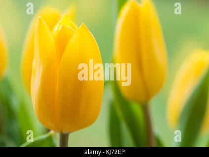 Un plan macro sur certaines fleurs tulipe jaune. Banque D'Images