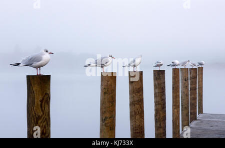 Mouettes sitting on jetty posts sur un matin d'automne brumeux à dans le district du lac derwentwater Keswick, Cumbria england uk Banque D'Images