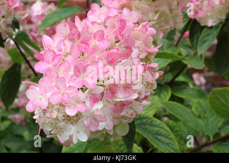 L'Hydrangea paniculata flamme magique' en pleine floraison dans un jardin en bordure de l'été (août), Royaume-Uni Banque D'Images