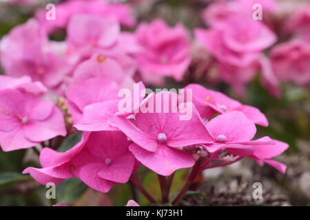 Hydrangea macrophylla 'Fasan', un hortensia lacecap rose vif, en pleine floraison dans un jardin en bordure de l'été (août) UK Banque D'Images