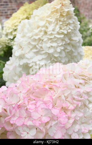 Floraison blanche et rose voyante de Hydrangea paniculata 'Vanille Fraise' floraison dans un jardin anglais border en été (août), Royaume-Uni Banque D'Images