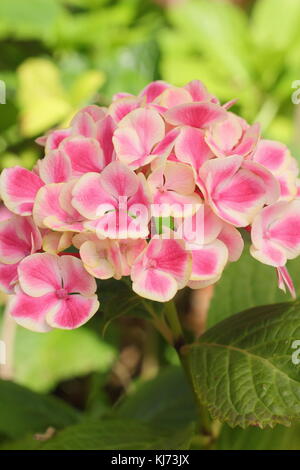 Hydrangea macrophylla 'Saint Claire' en pleine floraison dans un jardin anglais par un beau jour d'été (août), Royaume-Uni Banque D'Images