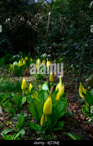 Lysichiton americanus, jaune, choux, fleurs, plantes, fleur, fleurs, printemps, de vivaces, de tourbière, l'eau, des plantes aquatiques envahissantes, ,, jardin, Banque D'Images