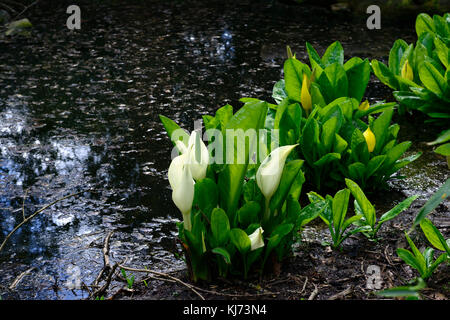 Lysichiton camtschatcensis lysichiton asiatique,,Lysichiton americanus, blanc, jaune, choux, fleurs, plantes, fleur, fleurs, printemps, Pere Banque D'Images