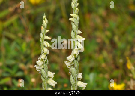 Automne Dames Tresses Orchid,' Spiranthes spiralis' pousse sur un sol calcaires sur la craie, le calcaire et les dunes.août et septembre.Dawlish Warren, Devon, Banque D'Images