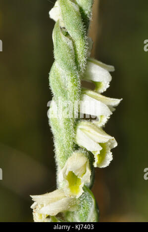 Les dames d'automne Tresses Orchid,' Spiranthes spiralis' pousse sur un sol calcaires sur la craie, le calcaire et les dunes.août et septembre. Dawlish Warren Devon Banque D'Images