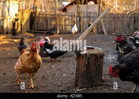 Chikens et canards dans la cour d'exécution romanian Banque D'Images