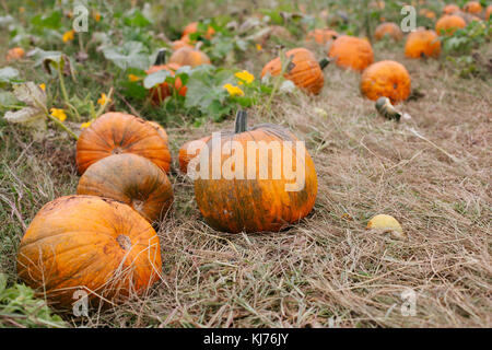 Une pile de citrouilles mûrs dans le domaine prête à être cueillie Banque D'Images