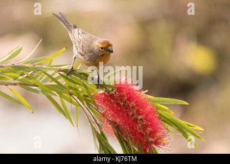 Roselin familier perché sur une brosse en fleurs arbre branche. Marina del Rey, Californie, USA Banque D'Images