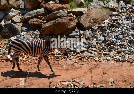 Zebra dans le zoo Banque D'Images