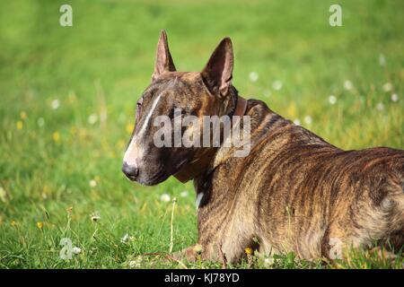 Un brown bull terrier chien qui est couché dans l'herbe au soleil Banque D'Images
