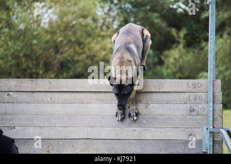 Un chien de berger belge malinois saute une haute clôture pour un concours de chien Banque D'Images