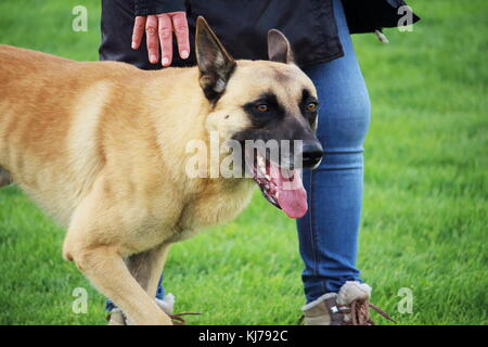 Un portrait de l'chien berger belge malinois la marche à pied Banque D'Images