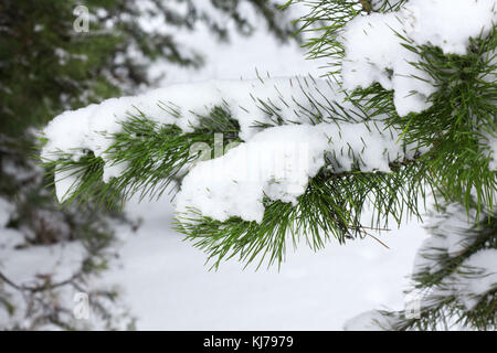 Les branches d'arbre de Noël niché dans la neige Banque D'Images