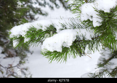 Les branches d'arbre de Noël niché dans la neige Banque D'Images