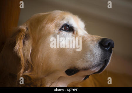 Oeil expressif par un Golden Retriever dog in UK Banque D'Images