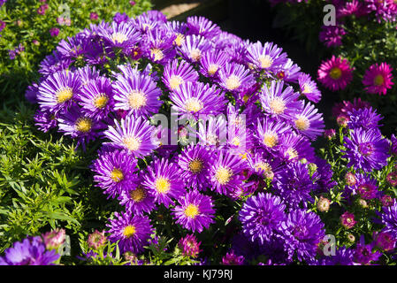 Aster dumosus Lapis bleu floraison à l'automne en UK Banque D'Images