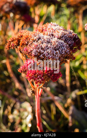 Sedum seedheads colorés avec une trace de givre couvrir au début de l'hiver Banque D'Images