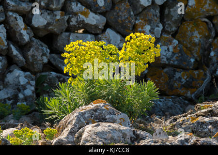 Un grand l'euphorbe ésule (Euphorbia) en face d'un mur de pierre en Croatie au printemps Banque D'Images