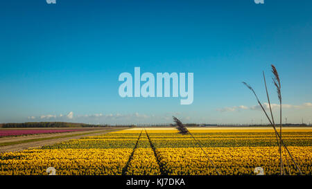 Champ de tulipes hollandais avec tulipes jaunes sous un ciel bleu vif Banque D'Images