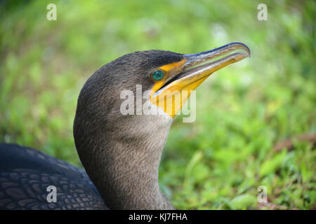 Phalacrocorax auritus, cormoran à aigrettes, le parc national des Everglades, en Floride Banque D'Images