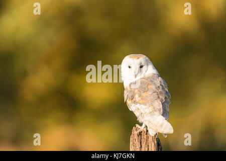 Effraie des clochers Tyto alba,, perché sur vieux poteau de clôture à la fin de la lumière d'automne, Oxfordshire Banque D'Images