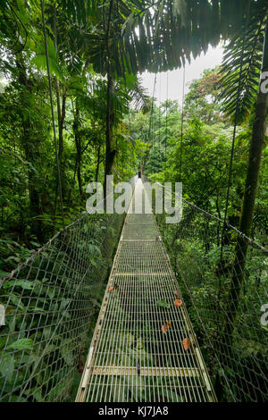 Pont suspendu de l'rainforest Banque D'Images